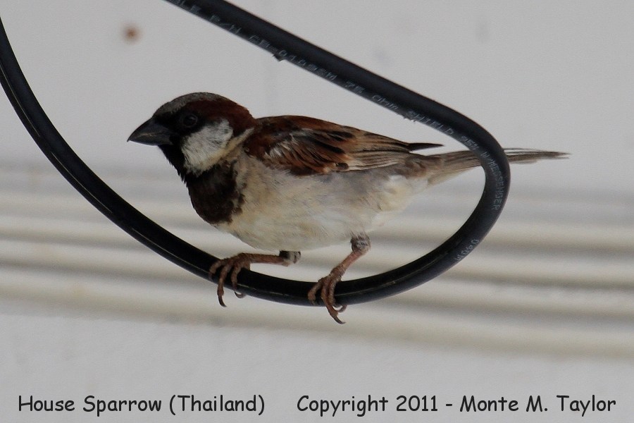 House Sparrow -winter male- (Petchaburi, Thailand)