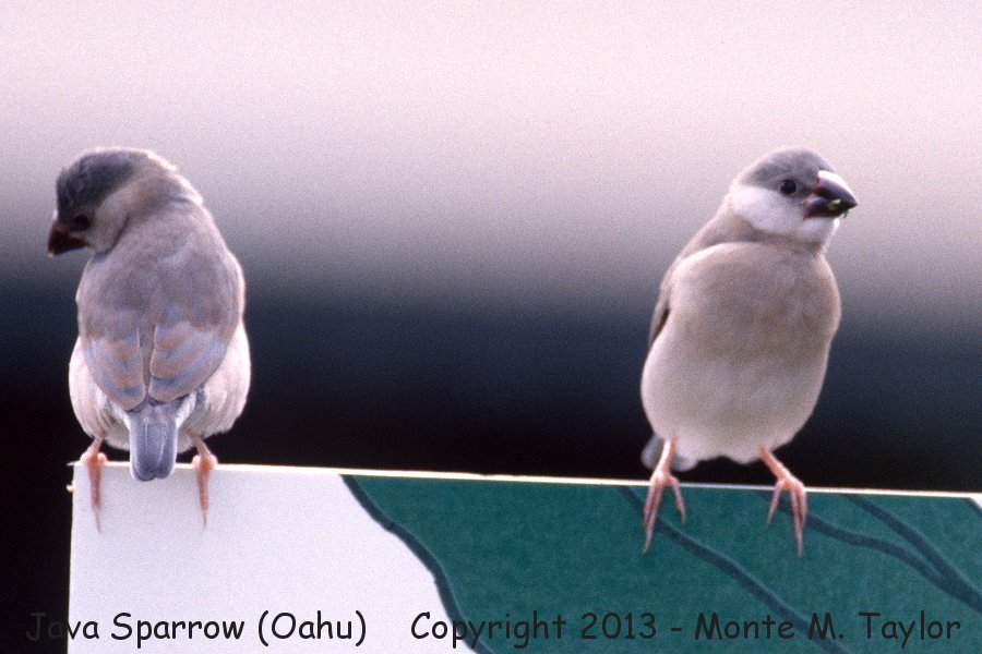 Java Sparrow -winter- (Oahu, Hawaii)