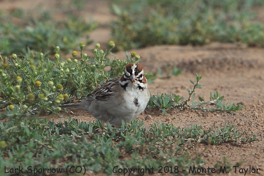 Lark Sparrow -summer- (Colorado)