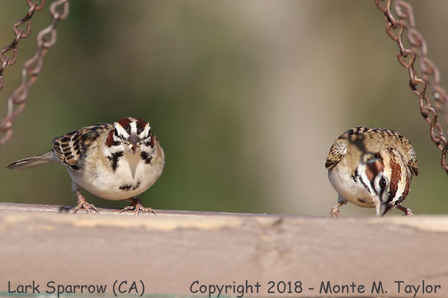 Lark Sparrow -winter- (California)