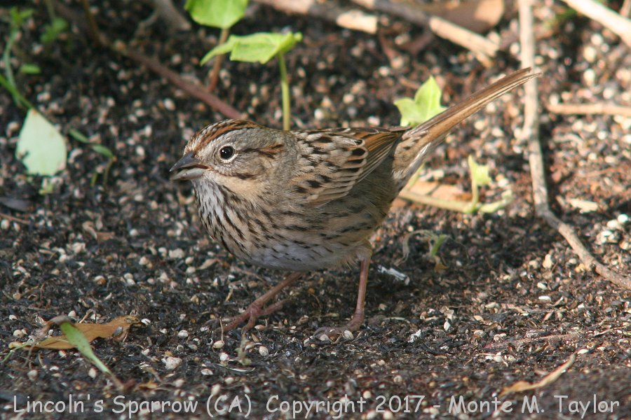 Lincoln's Sparrow -fall- (California)