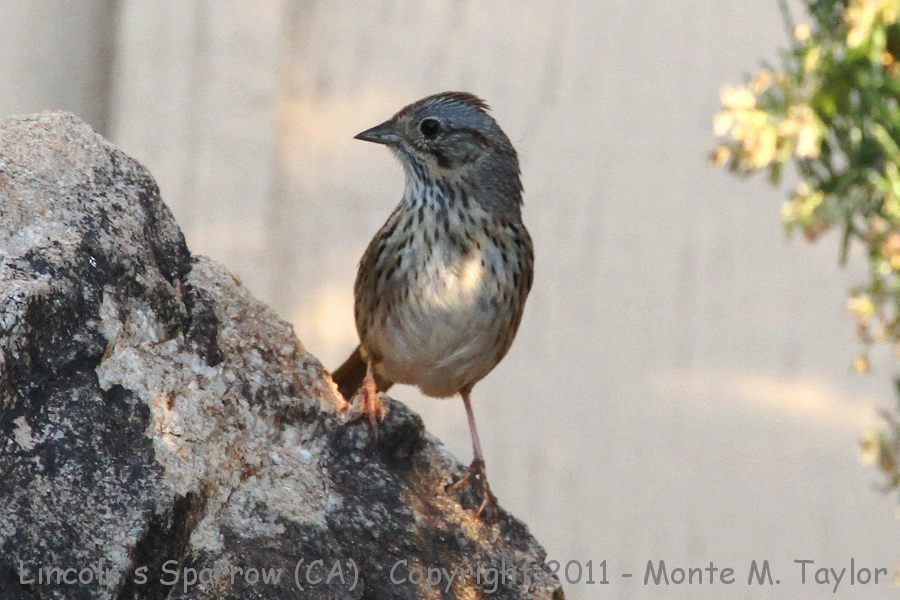 Lincoln's Sparrow -spring- (California)