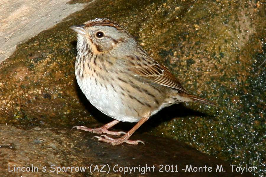 Lincoln's Sparrow -winter- (Arizona)