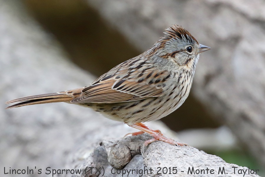 Lincoln's Sparrow -winter- (Texas)