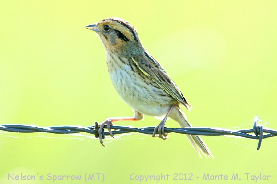 Nelson's Sparrow -summer male / formerly Nelson's Sharp-tailed Sparrow- (Montana)