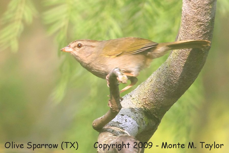 Olive Sparrow -spring- (Texas)