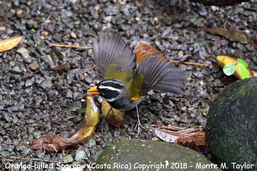 Orange-billed Sparrow -winter- (Costa Rica)