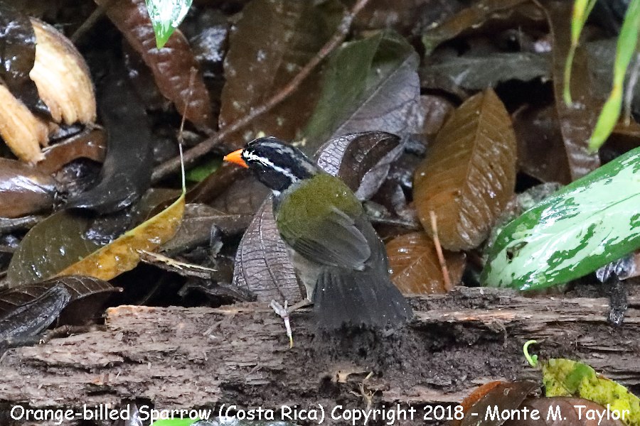 Orange-billed Sparrow -winter- (Costa Rica)