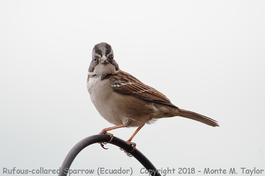 Rufous-collared Sparrow -November- (Yanacocha Reserve, Ecuador)