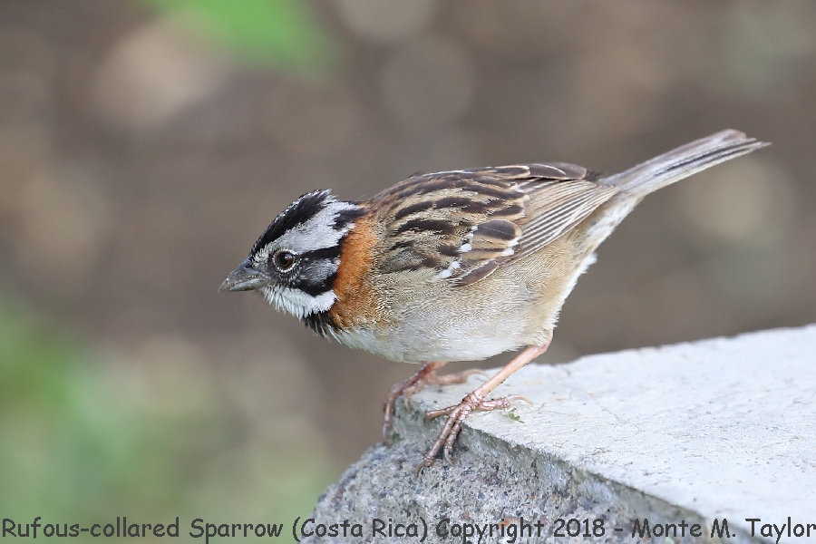 Rufous-collared Sparrow -winter- (Costa Rica)