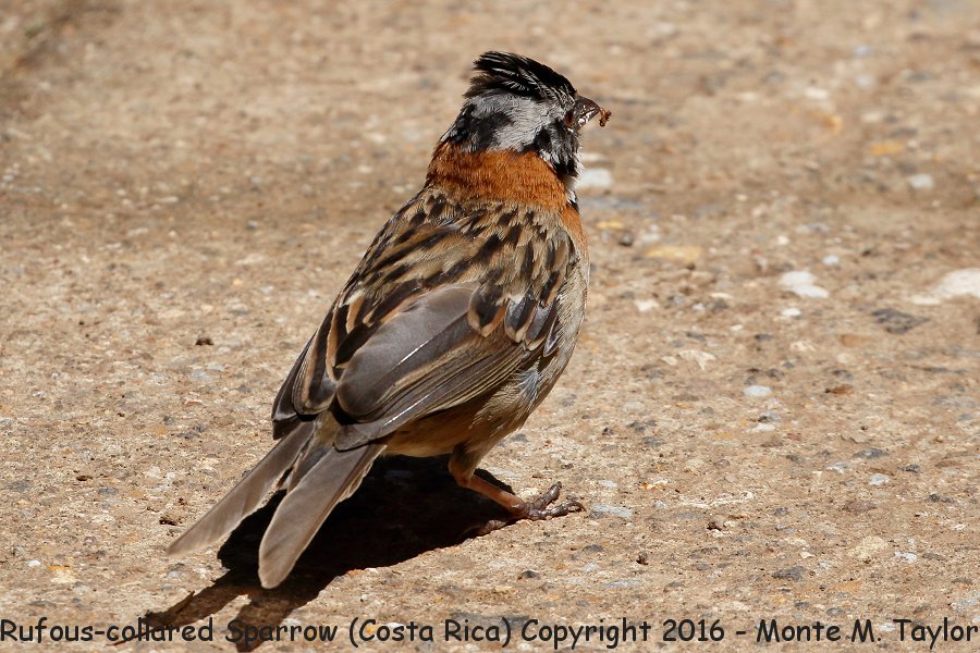 Rufous-collared Sparrow -winter- (Savegre, Costa Rica)