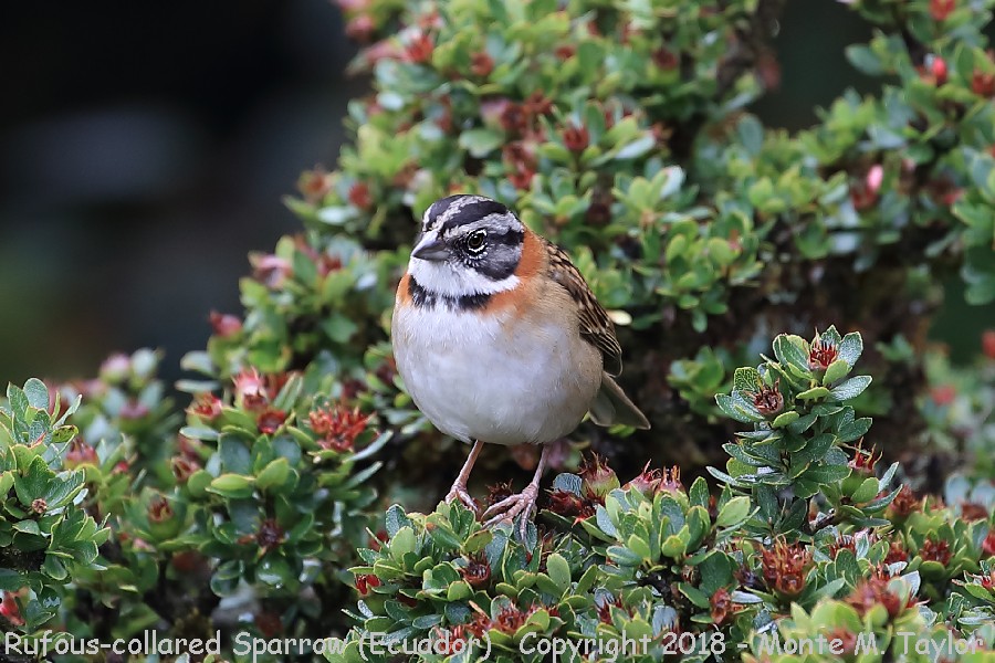 Rufous-collared Sparrow -November- (Yanacocha Reserve, Ecuador)