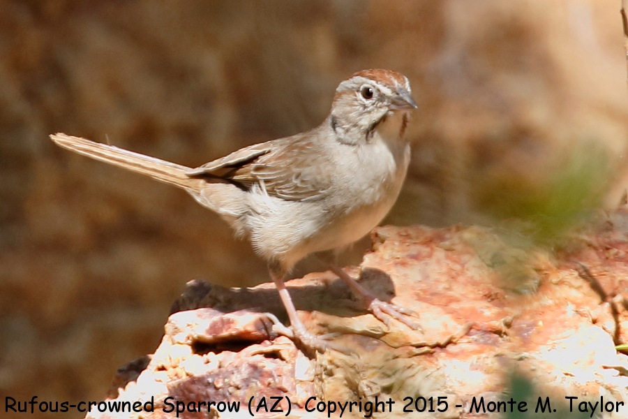 Rufous-crowned Sparrow -spring- (Arizona)