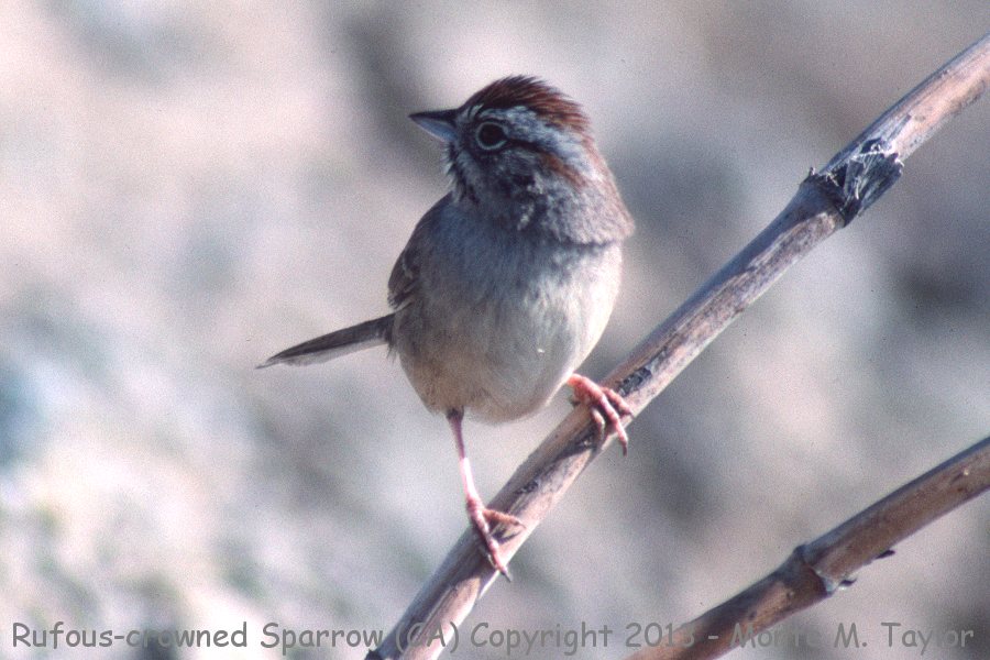 Rufous-crowned Sparrow -winter- (California)