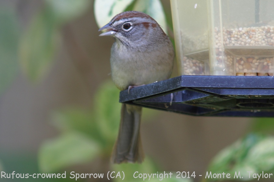 Rufous-crowned Sparrow -winter- (California)