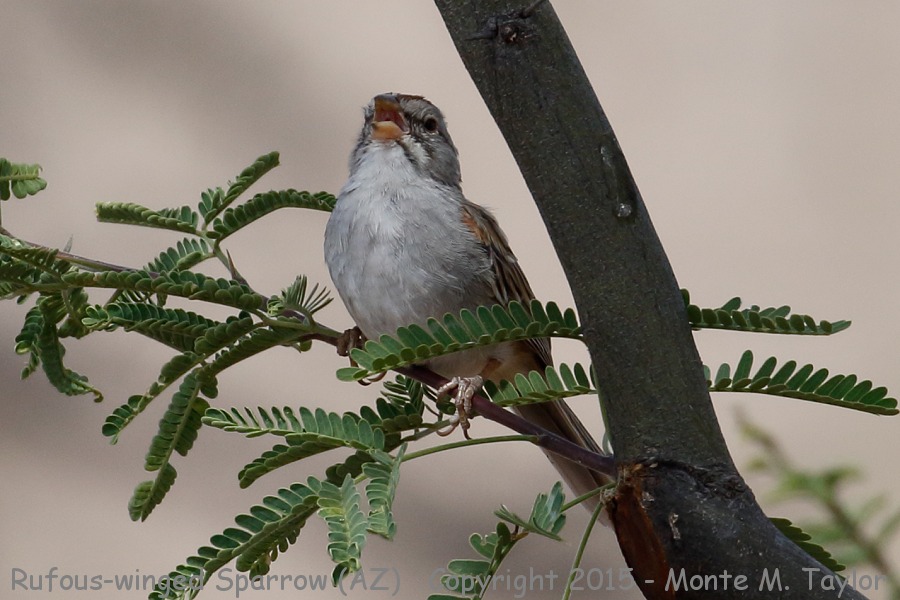 Rufous-winged Sparrow -spring- (Arizona)