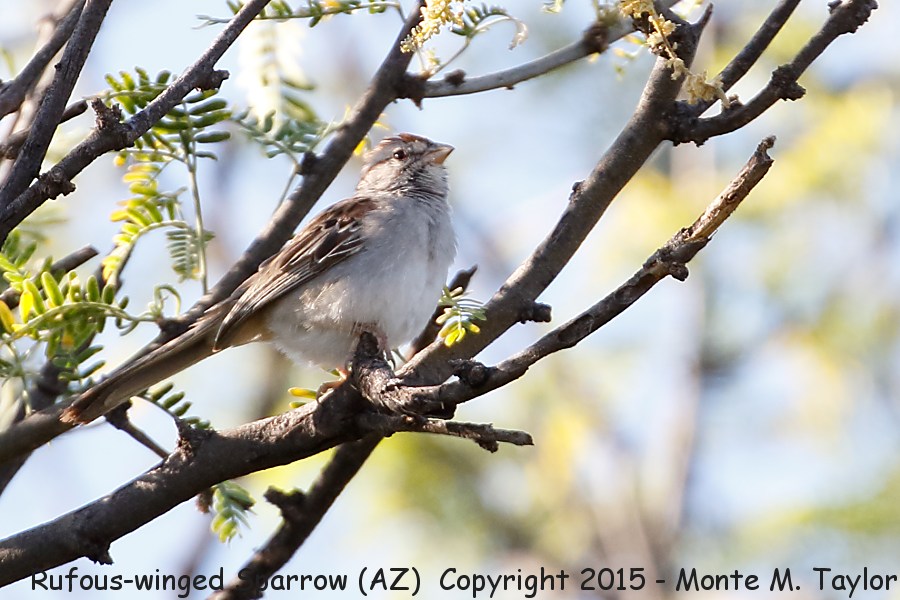 Rufous-winged Sparrow -spring- (Arizona)