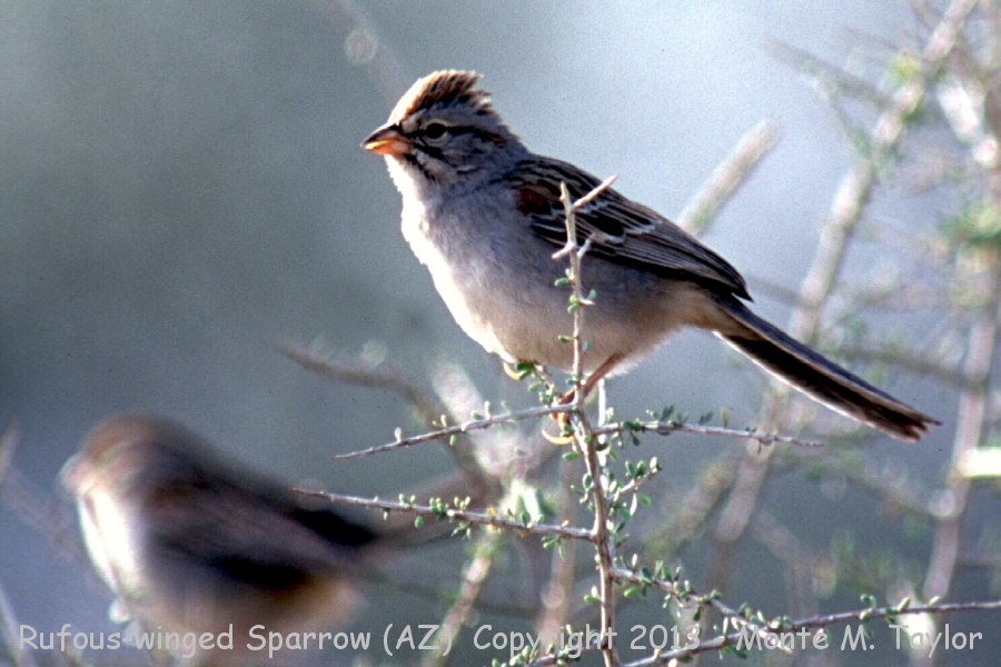 Rufous-winged Sparrow -summer- (Arizona)