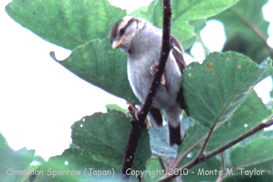 Russet (Cinnamon) Sparrow -summer- (Hokkaido, Japan)