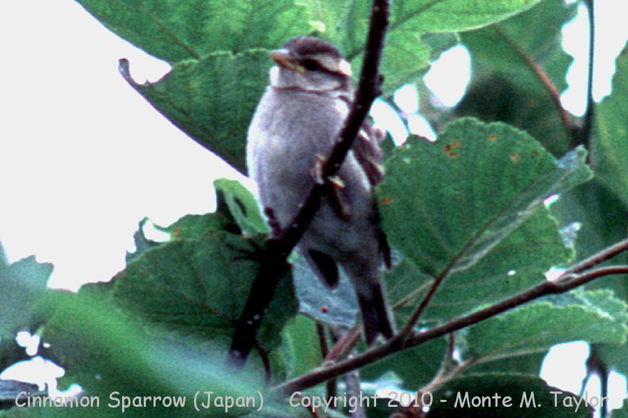 Russet (Cinnamon) Sparrow -summer- (Hokkaido, Japan)