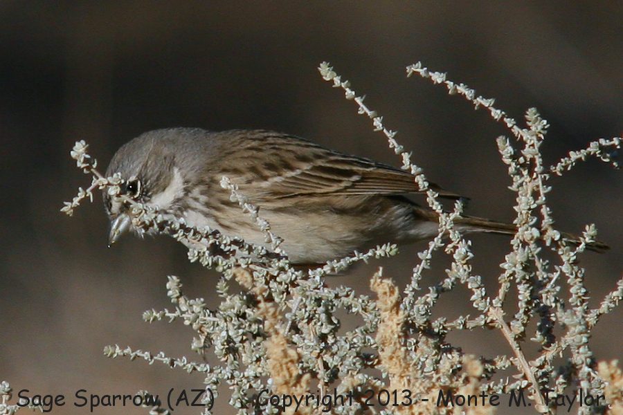 Sagebrush Sparrow -winter- (Arizona)