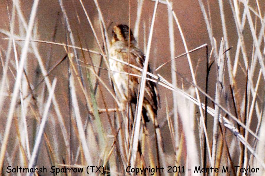 Saltmarsh (sharp-tailed) Sparrow -winter- (Texas)