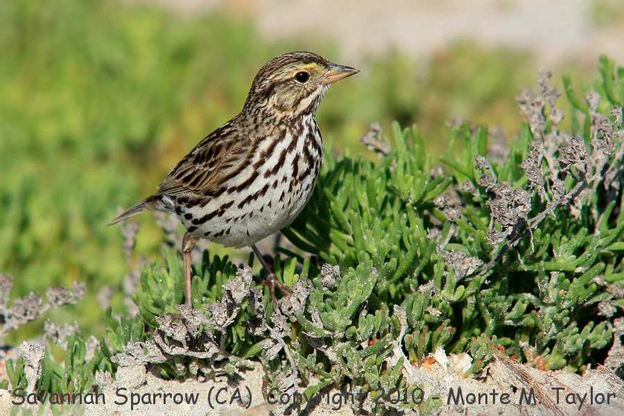 Savannah Sparrow -spring belding's race- (California)