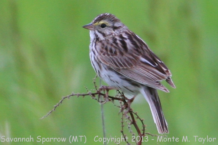 Savannah Sparrow -summer- (Montana)