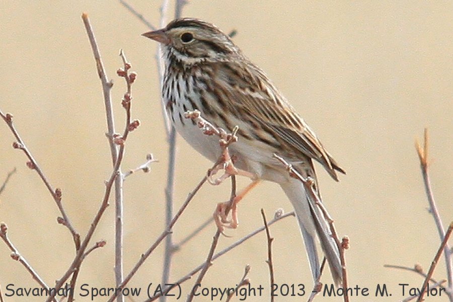 Savannah Sparrow -winter- (Arizona)
