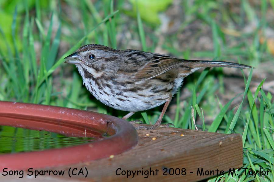 Song Sparrow -winter- (California)