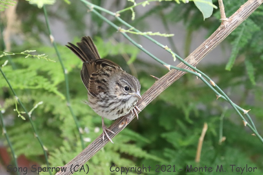 Song Sparrow -spring juvenal- (California)