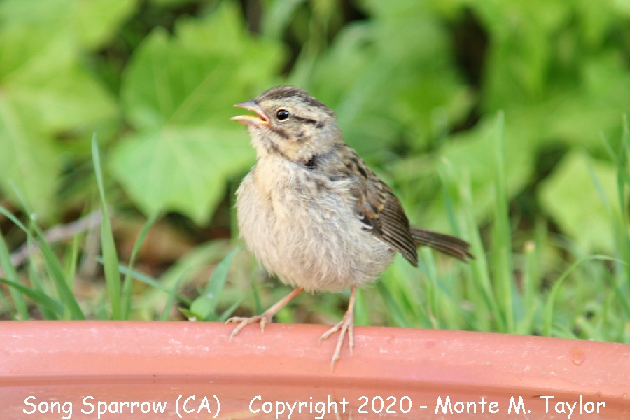 Song Sparrow -spring juvenal- (California)