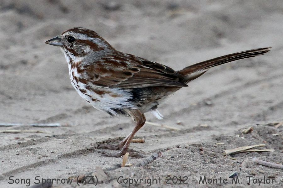 Song Sparrow -spring- (Arizona)
