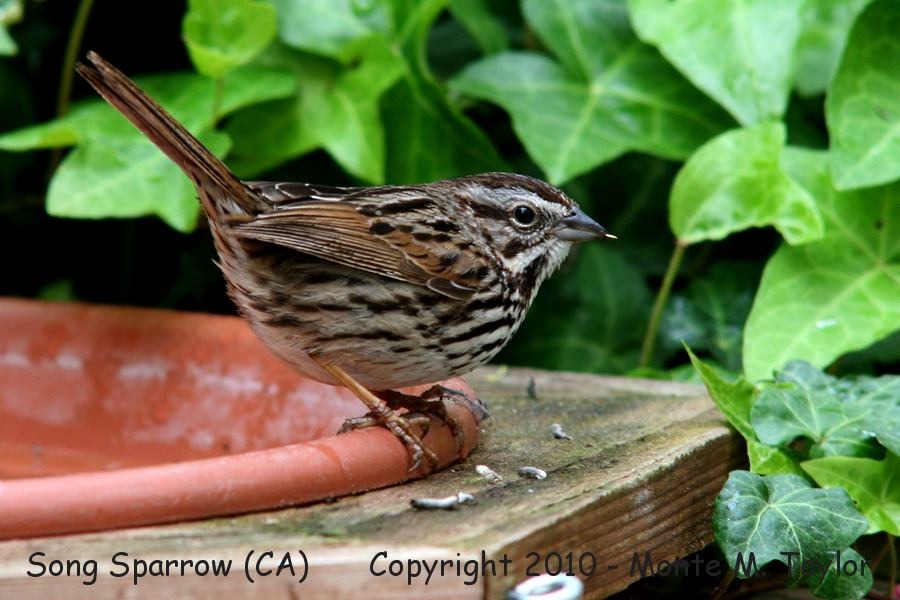 Song Sparrow -spring- (California)