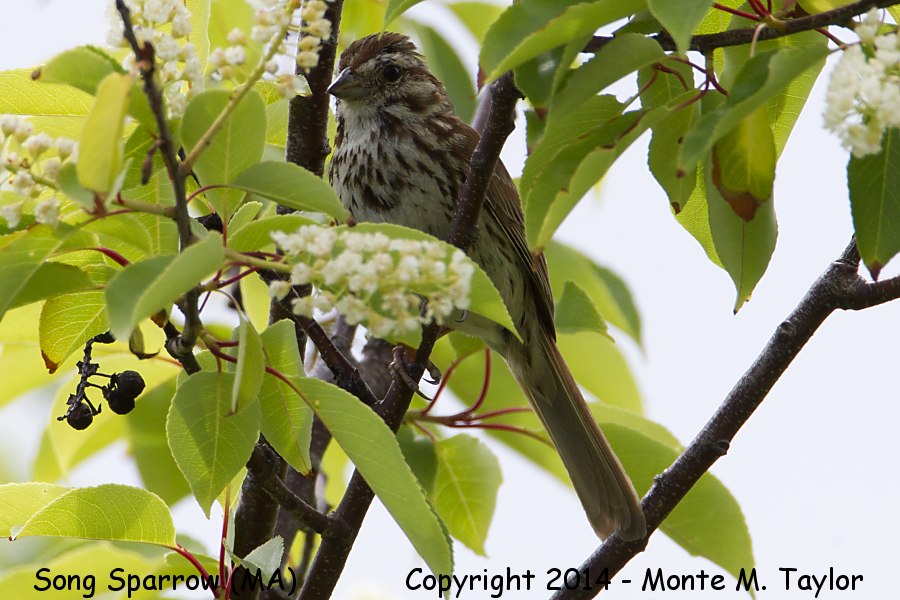 Song Sparrow -spring- (Massachusetts)