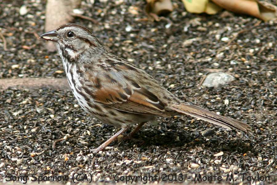 Song Sparrow -winter- (California)