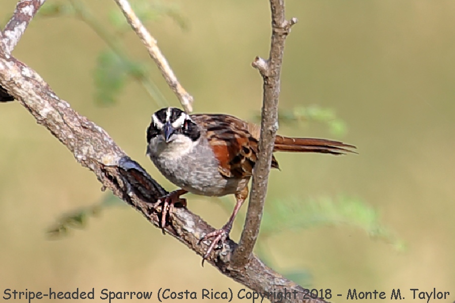 Stripe-headed Sparrow -winter- (Costa Rica)