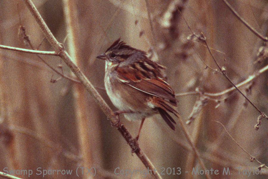 Swamp Sparrow -winter- (Texas)