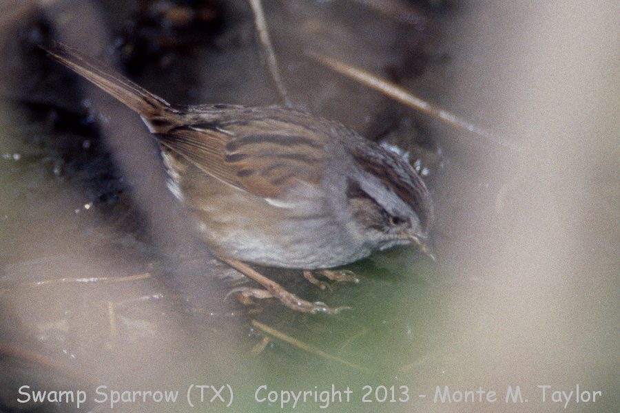 Swamp Sparrow -winter- (Texas)