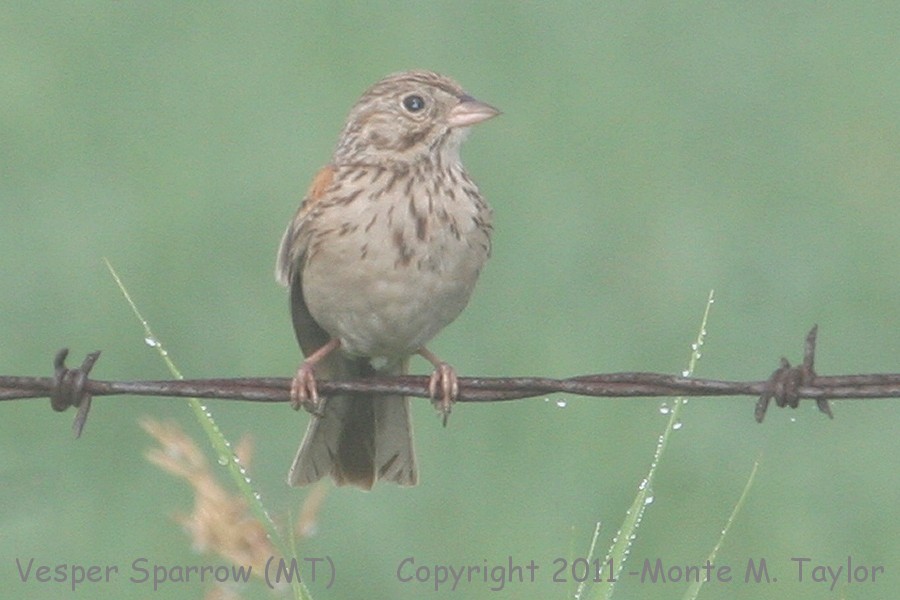 Vesper Sparrow -summer- (Montana)