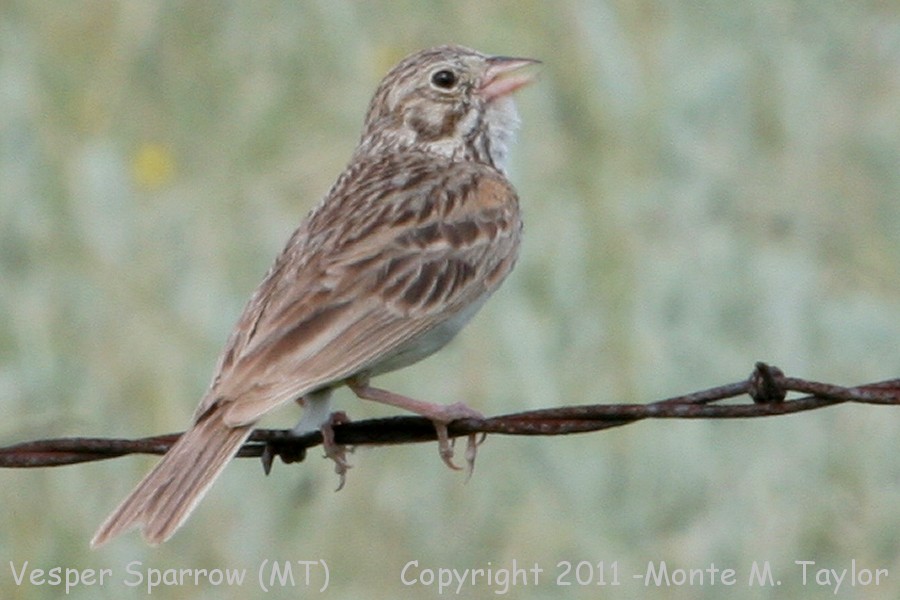 Vesper Sparrow -summer- (Montana)