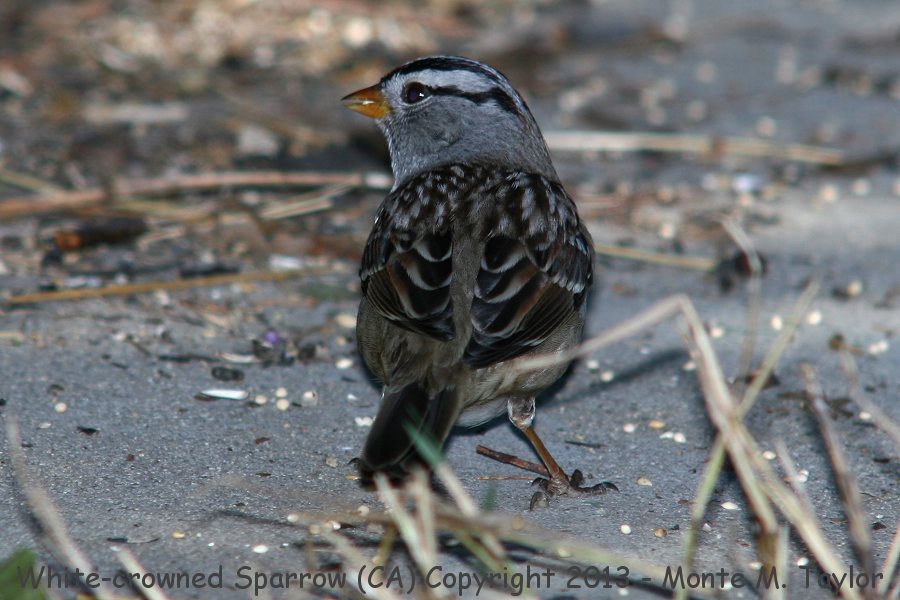 White-crowned Sparrow -fall- (California)