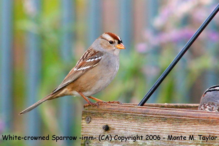 White-crowned Sparrow -winter immature- (California)
