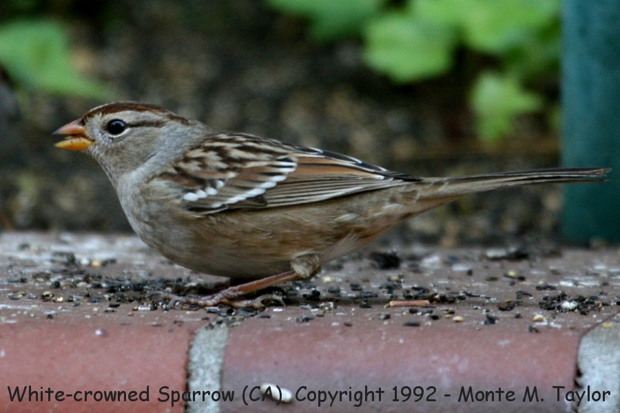 White-crowned Sparrow -fall juvenal- (California)