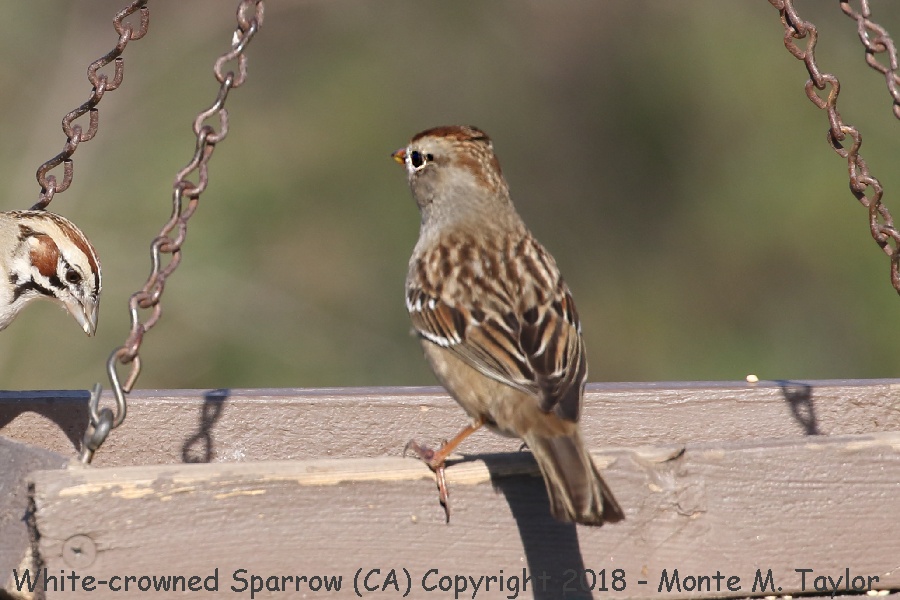 White-crowned Sparrow -winter juvenal- (California)