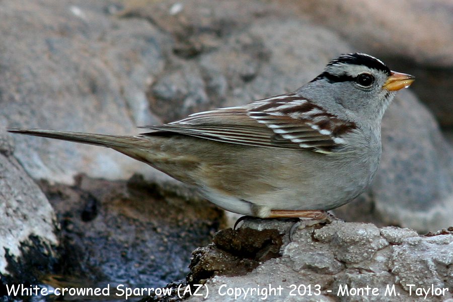 White-crowned Sparrow -winter- (Arizona)