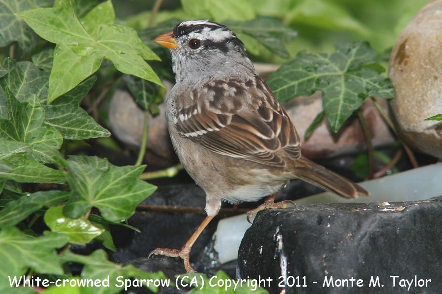 White-crowned Sparrow -winter- (California)
