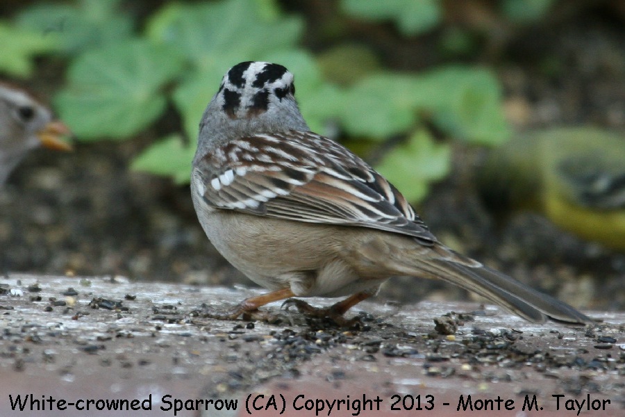 White-crowned Sparrow -winter- (California)