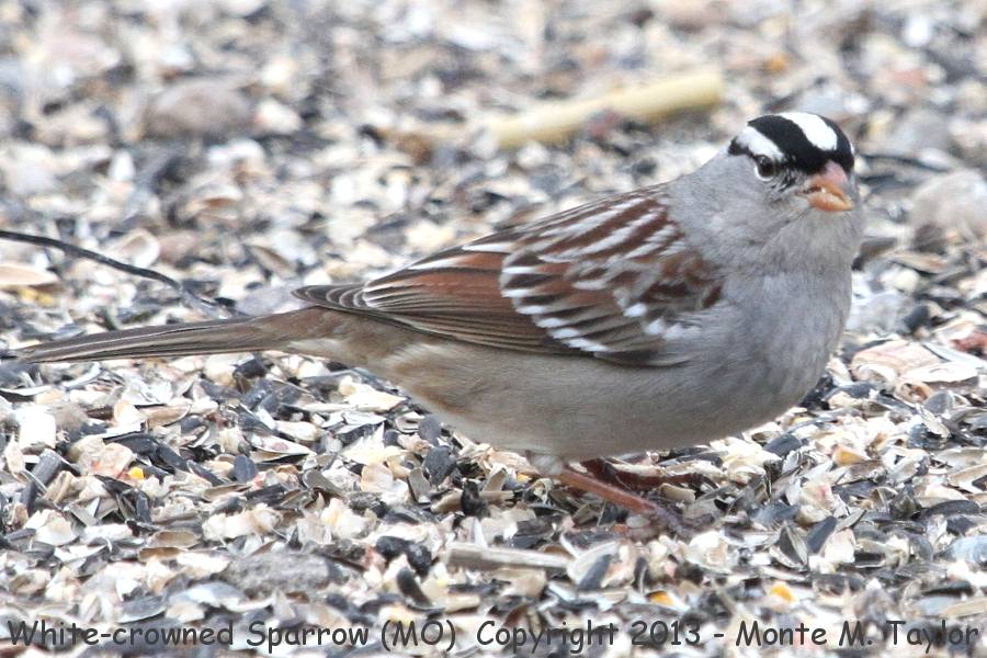 White-crowned Sparrow -winter- (Missouri)