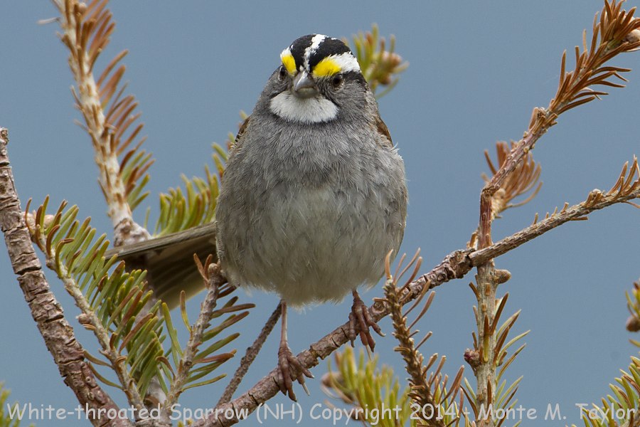 White-throated Sparrow -spring- (New Hampshire)